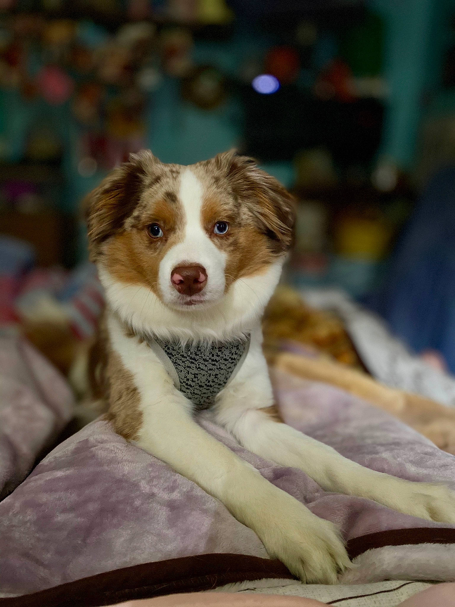 Jax Caudill is registered to the contest to win money with this photo: australian_collie, canidae, carnivore, companion_dog, dog, dog_breed, eye, fur, plant, puppy, recreation, snout, sporting_group, terrestrial_animal, whiskers, working_dog