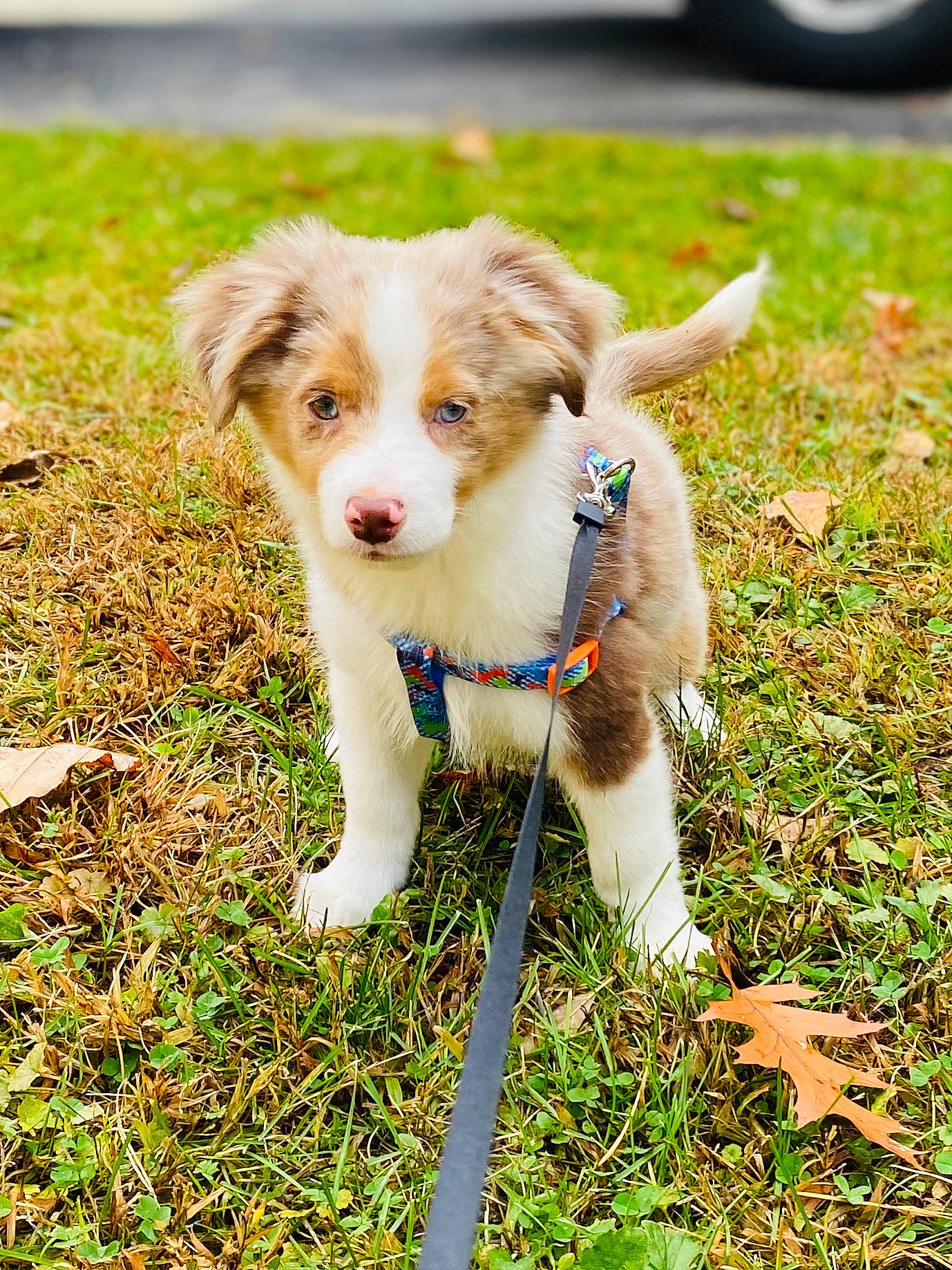 Jax Caudill is registered to the contest to win money with this photo: automotive_tire, canidae, carnivore, companion_dog, dog, dog_breed, fawn, grass, grassland, groundcover, plant, snout, sporting_group, tail, terrestrial_animal, tire, tread, wheel, working_animal, working_dog