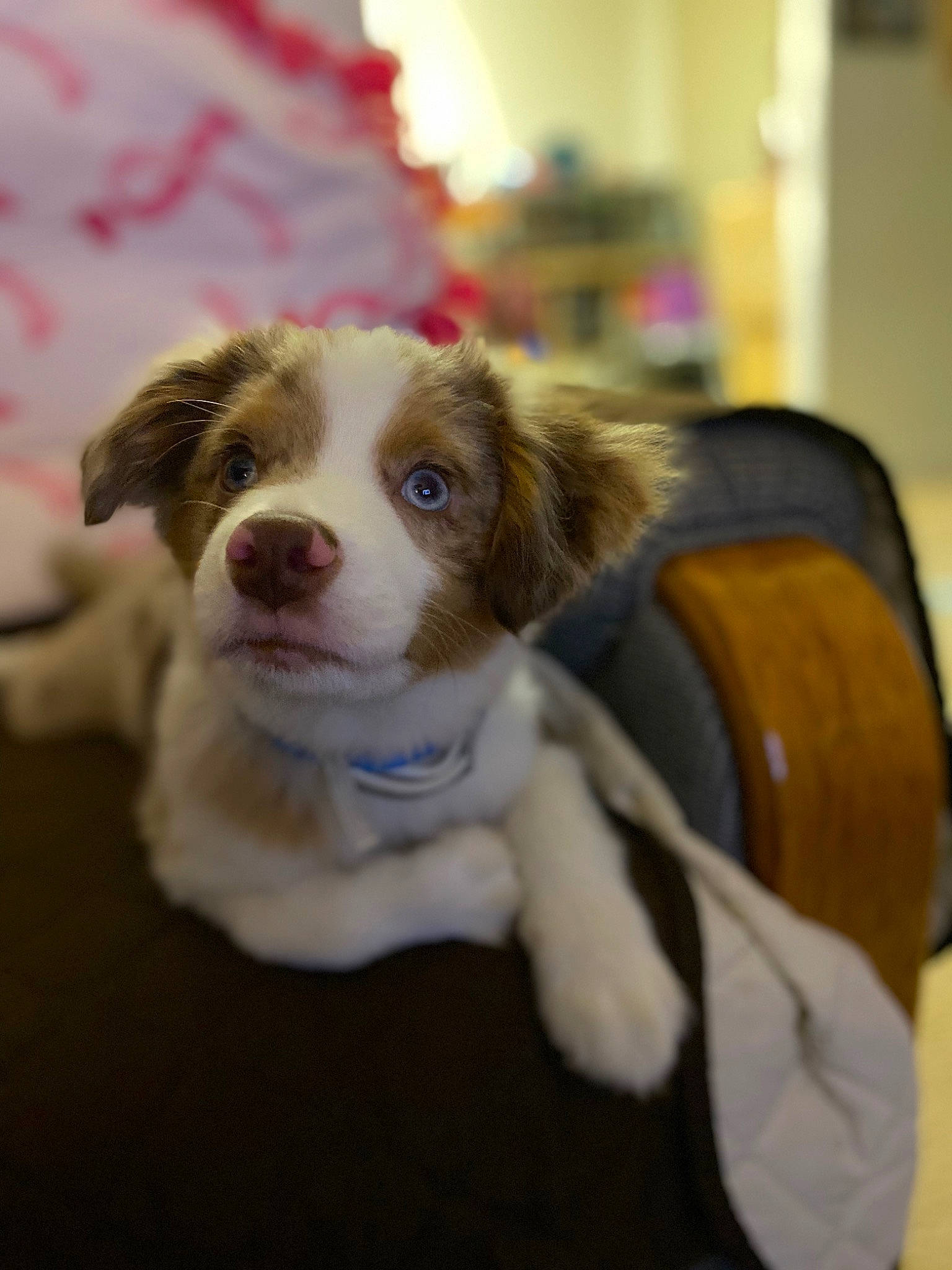 Jax Caudill is registered to the contest to win money with this photo: ball, canidae, carnivore, circle, companion_dog, couch, dog, dog_breed, eye, fawn, flooring, fur, gun_dog, herding_dog, snout, sporting_group, tree, whiskers, working_animal, working_dog