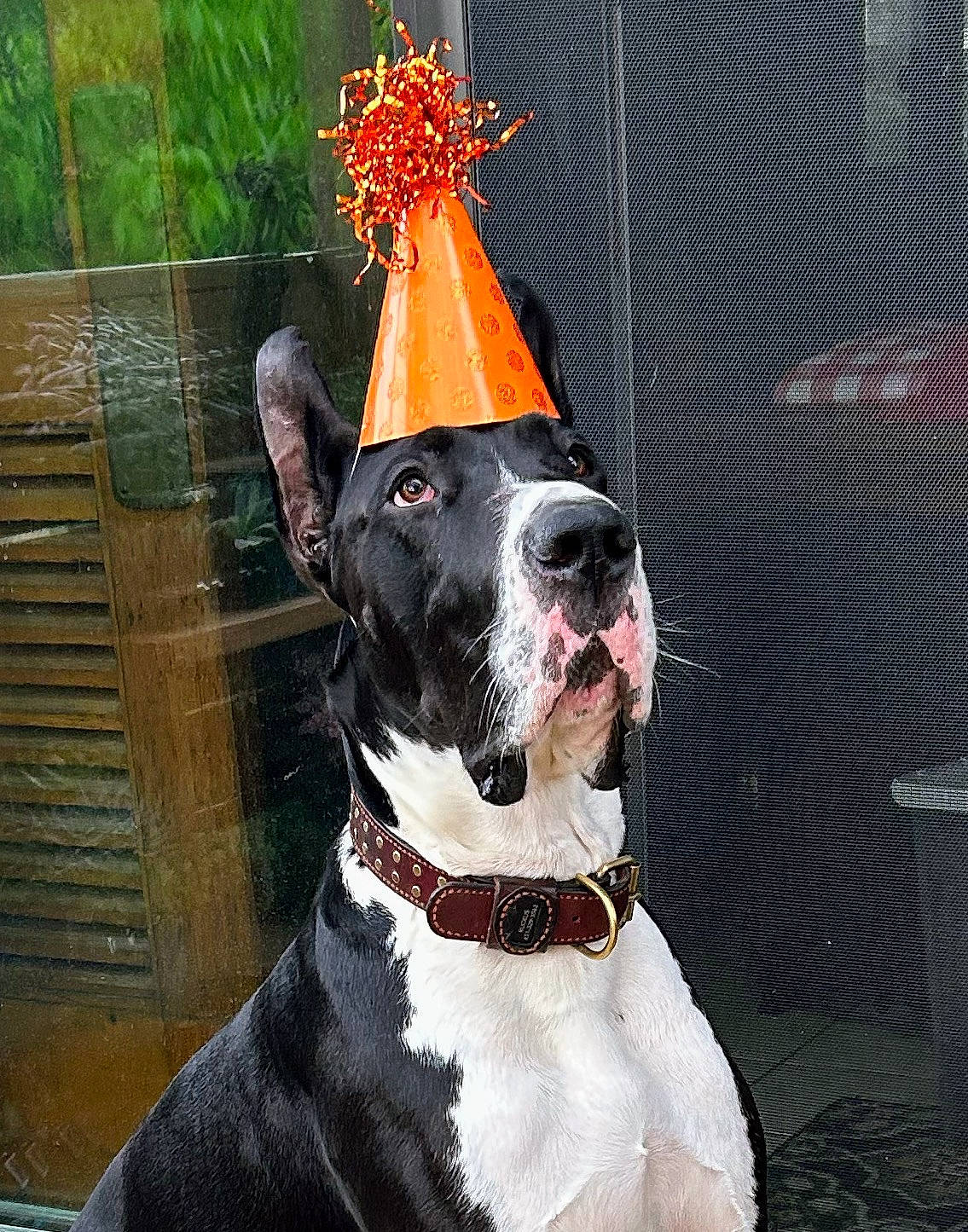 Ruckus joined the competition — help win amazing prizes! carnivore, collar, companion_dog, cone, dog, dog_breed, dog_collar, dog_supply, fashion_accessory, fawn, formal_wear, fur, hat, leash, party_hat, pet_supply, snout, sporting_group, whiskers, working_animal