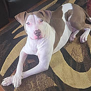 Coca joined the competition — help win amazing prizes! dog, animal, pet, indoor, carpet, brown, white, laying_down, crossed_paws, floor, fur, canine, domestic_animal, relaxed, looking_at_camera, ears, nose, tail, wood_floor, patterned_rug