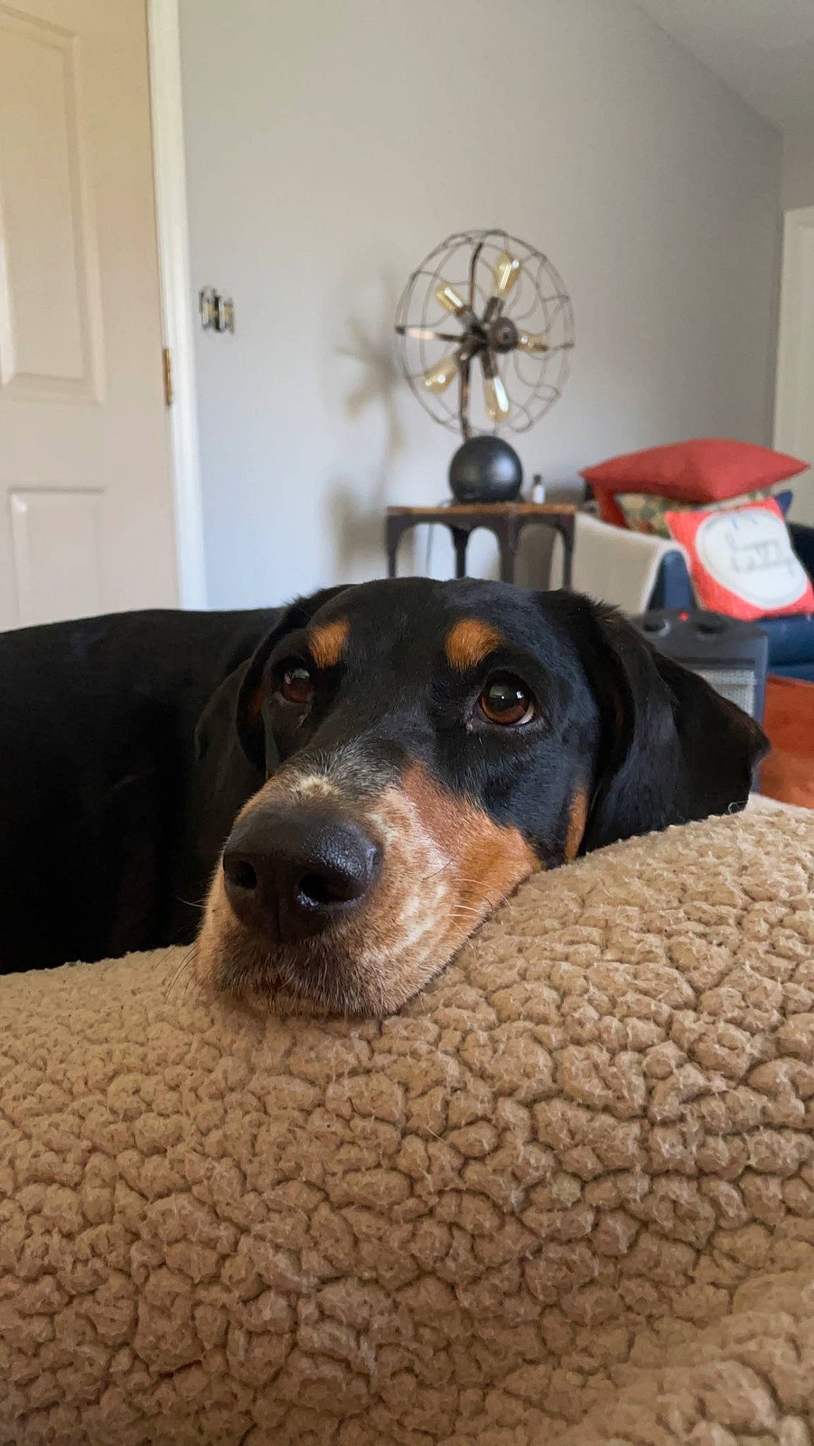 Jade joined the competition — help win amazing prizes! ball, carnivore, collar, comfort, companion_dog, couch, dog, dog_breed, door, flooring, fur, guard_dog, living_room, mechanical_fan, picture_frame, room, scent_hound, whiskers, wood, working_animal