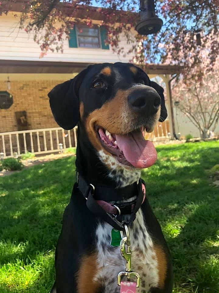 Jade joined the competition — help win amazing prizes! canidae, carnivore, collar, companion_dog, dog, dog_breed, dog_collar, dog_supply, fawn, grass, guard_dog, pet_supply, plant, smile, snout, sporting_group, tree, whiskers, window, working_animal