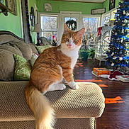 Peanut joined the competition — help win amazing prizes! cat, orange_cat, white_cat, fluffy_tail, couch, armrest, living_room, christmas_tree, holiday_decorations, green_walls, sunlight, wooden_floor, window, wreath, plant, lamp, cozy, indoor, furniture, pet