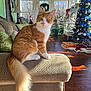 Peanut is registered to the contest to win money with this photo: cat, orange_cat, white_cat, couch, living_room, christmas_tree, holiday_decorations, sunlight, window, plant, wooden_floor, cozy, furniture, indoor, pet, fluffy_tail, armrest, decor, festive, relaxed
