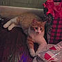 Peanut is registered to the contest to win money with this photo: cat, orange_cat, white_cat, pet, animal, feline, floor, wood_floor, gift_bag, gift_wrap, present, holiday, indoor, curious, relaxed, paws, ears, whiskers, tabby, cute