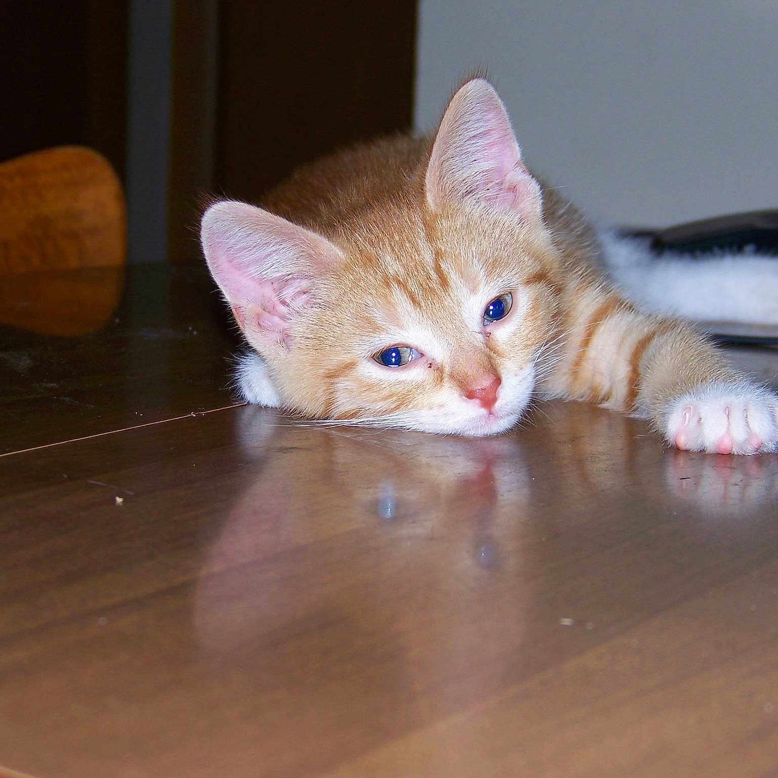 Cali