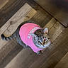 Simbibi is registered to the contest to win money with this photo: animal, blurry, cat, curious, cute, domestic_cat, ears, feline, flooring, fur, indoor, looking_up, pet_clothing, pink_shirt, red_eye, standing, tabby, tail, whiskers, wooden_floor