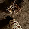 Simbibi is registered to the contest to win money with this photo: animal, bear_pattern, blanket, carpet, cat, closeup, cozy, curious, cute, domestic_animal, feline, floor, fur, indoor, looking_up, pet, shadow, soft_lighting, tabby_cat, whiskers