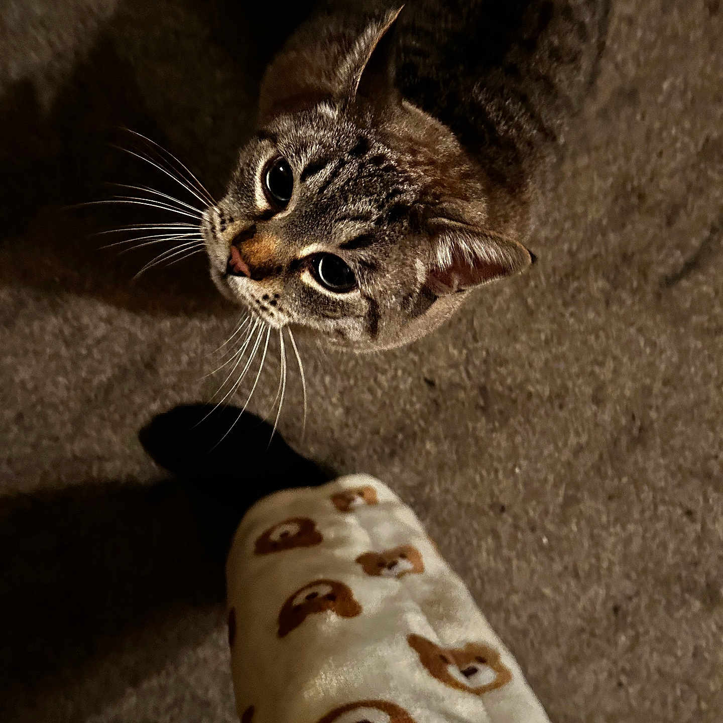 Simbibi is registered to the contest to win money with this photo: animal, bear_pattern, blanket, carpet, cat, closeup, cozy, curious, cute, domestic_animal, feline, floor, fur, indoor, looking_up, pet, shadow, soft_lighting, tabby_cat, whiskers