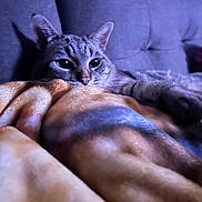 Simbibi joined the competition — help win amazing prizes! animal, blanket, cat, closeup, comfort, couch, cozy, cute, domestic, ears, feline, fur, home, indoor, pet, relaxed, resting, sleepy, soft, whiskers