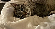 Simbibi is registered to the contest to win money with this photo: animal, bed, blanket, cat, closeup, comfort, cozy, cute, domestic, feline, fur, indoor, mammal, pet, relaxing, resting, sleeping, soft, tabby, whiskers