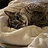 animal, bed, blanket, cat, closeup, comfort, cozy, cute, domestic, feline, fur, indoor, mammal, pet, relaxing, resting, sleeping, soft, tabby, whiskers