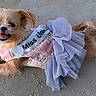Stormi joined the competition — help win amazing prizes! dog, small_dog, pet, dress, pink_dress, tutu, sash, miss_uni, cute, animal, canine, posing, sand, outdoor, fur, adorable, costume, lying_down, tongue_out, happy