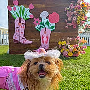 Stormi joined the competition — help win amazing prizes! dog, small_dog, pet, costume, cowgirl_hat, pink_outfit, smiling, grass, outdoor, sunny, flowers, flower_arrangement, wooden_backdrop, cowboy_boots, sign, leash, happy, cute, portrait, festive