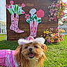 dog, small_dog, pet, costume, cowgirl_hat, pink_outfit, smiling, grass, outdoor, sunny, flowers, flower_arrangement, wooden_backdrop, cowboy_boots, sign, leash, happy, cute, portrait, festive