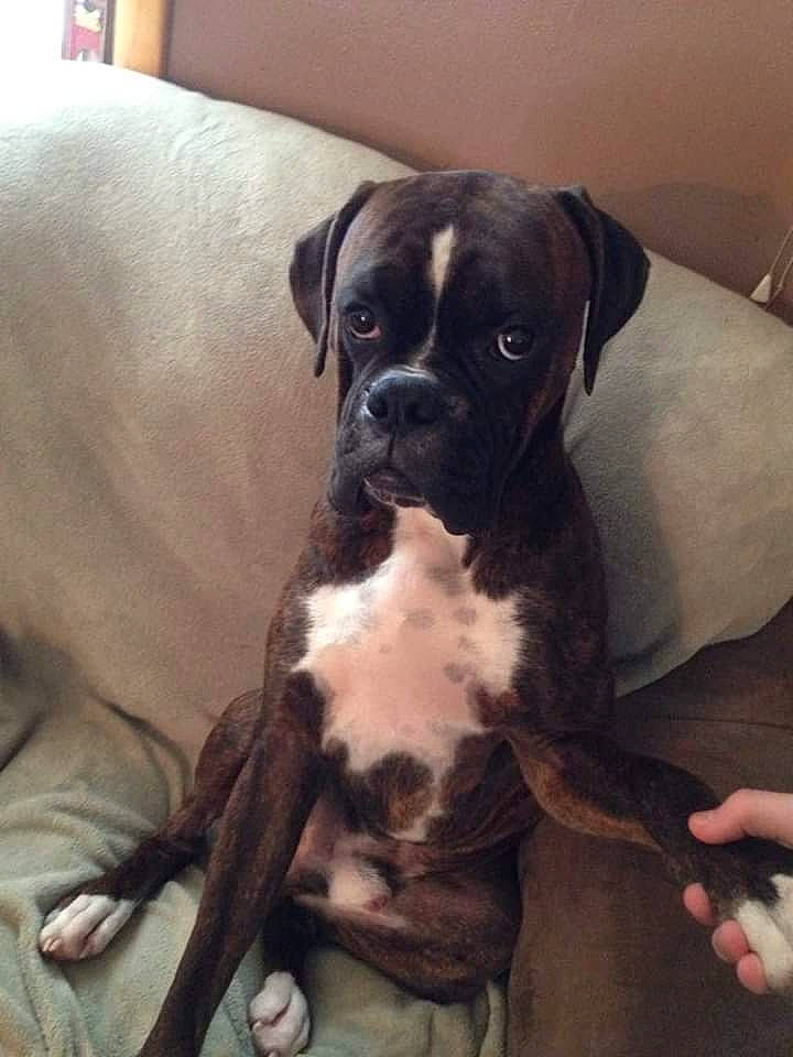 Gunnar is registered to the contest to win money with this photo: american_pit_bull_terrier, bandog, boxer, bullmastiff, canidae, carnivore, companion_dog, dog, dog_breed, fawn, mammal, molosser, non_sporting_group, pit_bull, puppy, rare_breed_dog, snout, sporting_group, valley_bulldog, vertebrate