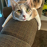 Nala joined the competition — help win amazing prizes! cat, calico_cat, feline, pet, indoor, couch, armrest, green_eyes, whiskers, fur, relaxed, looking_at_camera, close_up, cozy, home, textured_fabric, animal, mammal, cute, resting