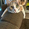 cat, calico_cat, feline, pet, indoor, couch, armrest, green_eyes, whiskers, fur, relaxed, looking_at_camera, close_up, cozy, home, textured_fabric, animal, mammal, cute, resting