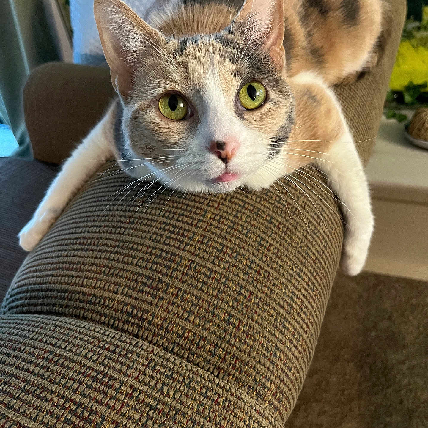 Nala