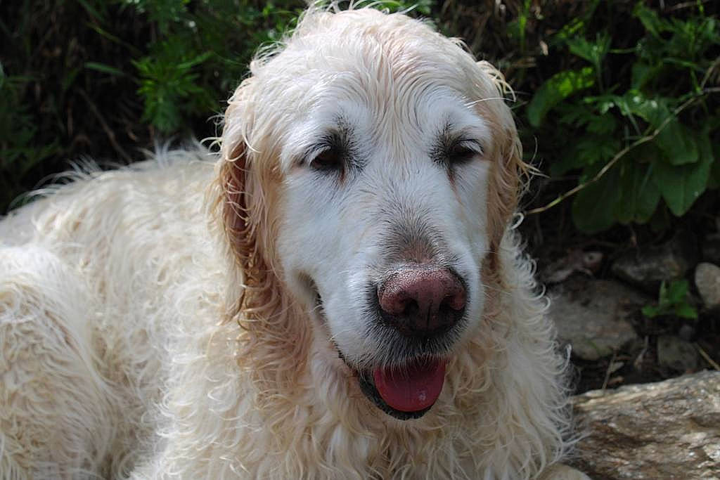 Galak participe au concours pour gagner de l'argent avec cette photo : canidae, carnivore, companion_dog, dog, dog_breed, fang, fur, plant, snout, sporting_group, terrestrial_animal, wildlife, working_animal