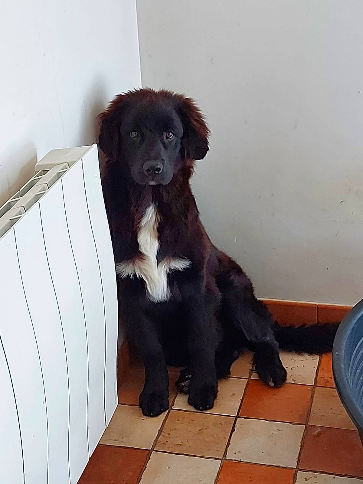 Scarlett a rejoint le concours — aidez-le/la à gagner de superbes lots ! borador, carnivore, collar, companion_dog, dog, dog_breed, dog_collar, fawn, flooring, fur, gun_dog, hunting_dog, liver, pet_supply, puppy, retriever, snout, sporting_group, tail, working_animal