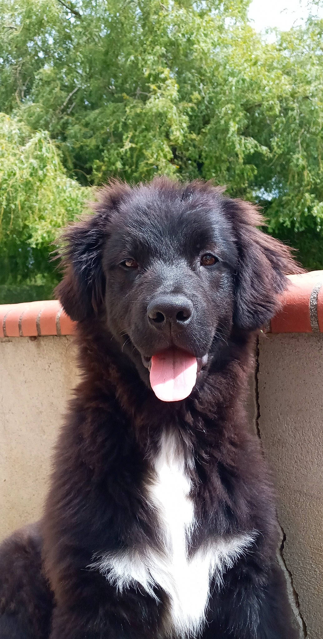 Scarlett a rejoint le concours — aidez-le/la à gagner de superbes lots ! borador, canidae, carnivore, companion_dog, dog, dog_breed, fang, fur, gun_dog, liver, mammal, plant, shout, snout, sporting_group, terrestrial_animal, tree, vertebrate, working_animal, working_dog