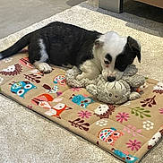 Luna is registered to the contest to win money with this photo: animal, animal_pattern, black_and_white, carpet, cozy, cute, dog, domestic_animal, floor, fur, indoor, laying_down, mat, pet, playful, puppy, resting, small_dog, teddy_bear, toy