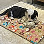 animal, animal_pattern, black_and_white, carpet, cozy, cute, dog, domestic_animal, floor, fur, indoor, laying_down, mat, pet, playful, puppy, resting, small_dog, teddy_bear, toy