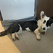 Luna is registered to the contest to win money with this photo: dog, black_and_white, lying_down, floor, tile_floor, duct_tape, door, curious, pet, indoor, animal, ears_up, paw, canine, house, resting, looking, companion, cute, domestic
