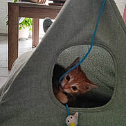 Caramel participe au concours pour gagner de l'argent avec cette photo : kitten, cat, cat_tent, toy, blue_string, orange_cat, indoor, curious, playful, furniture, stacked_chairs, plant, window, curtains, table, floor, cozy, pet, animal, home