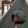 animal, blue_string, cat, cat_tent, cozy, curious, curtains, floor, furniture, home, indoor, kitten, orange_cat, pet, plant, playful, stacked_chairs, table, toy, window