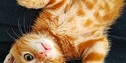 Caramel participe au concours pour gagner de l'argent avec cette photo : kitten, cat, orange_tabby, pet, animal, cute, feline, paw, fur, whiskers, playful, lying_down, indoor, domestic_animal, young, closeup, belly_up, adorable, resting, curious