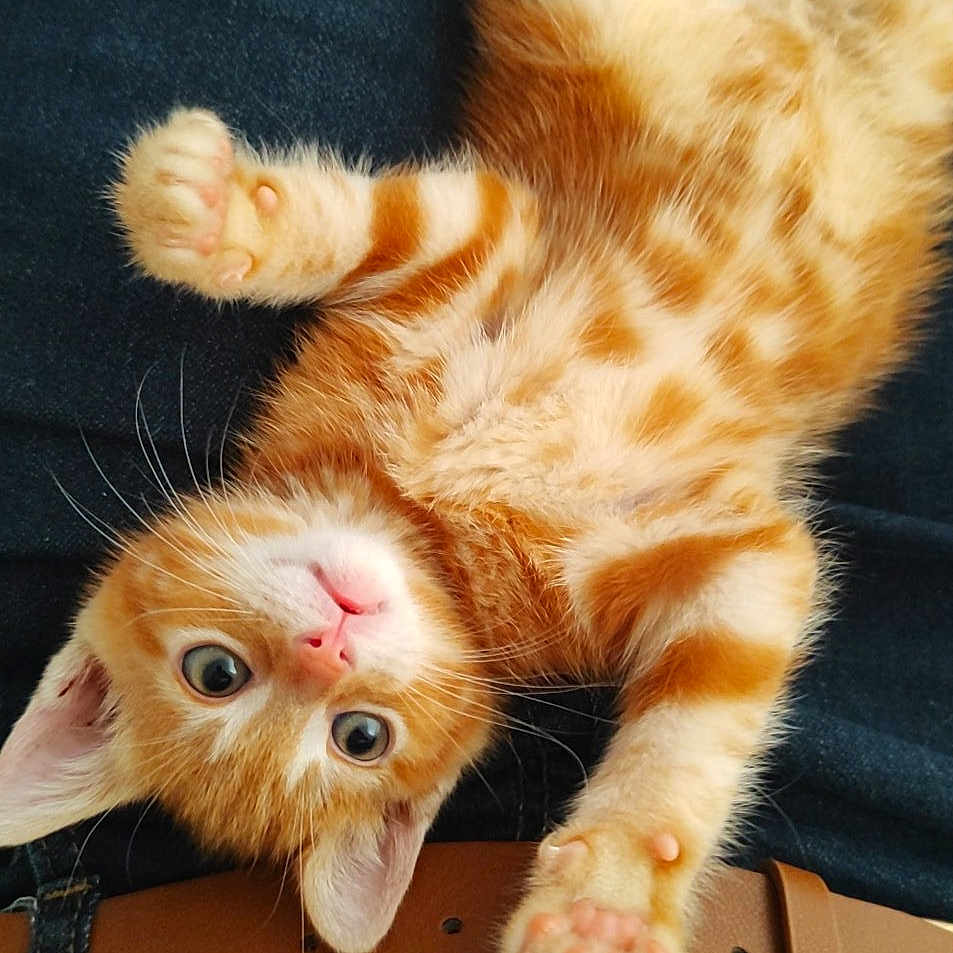 Caramel participe au concours pour gagner de l'argent avec cette photo : adorable, animal, belly_up, cat, closeup, curious, cute, domestic_animal, feline, fur, indoor, kitten, lying_down, orange_tabby, paw, pet, playful, resting, whiskers, young
