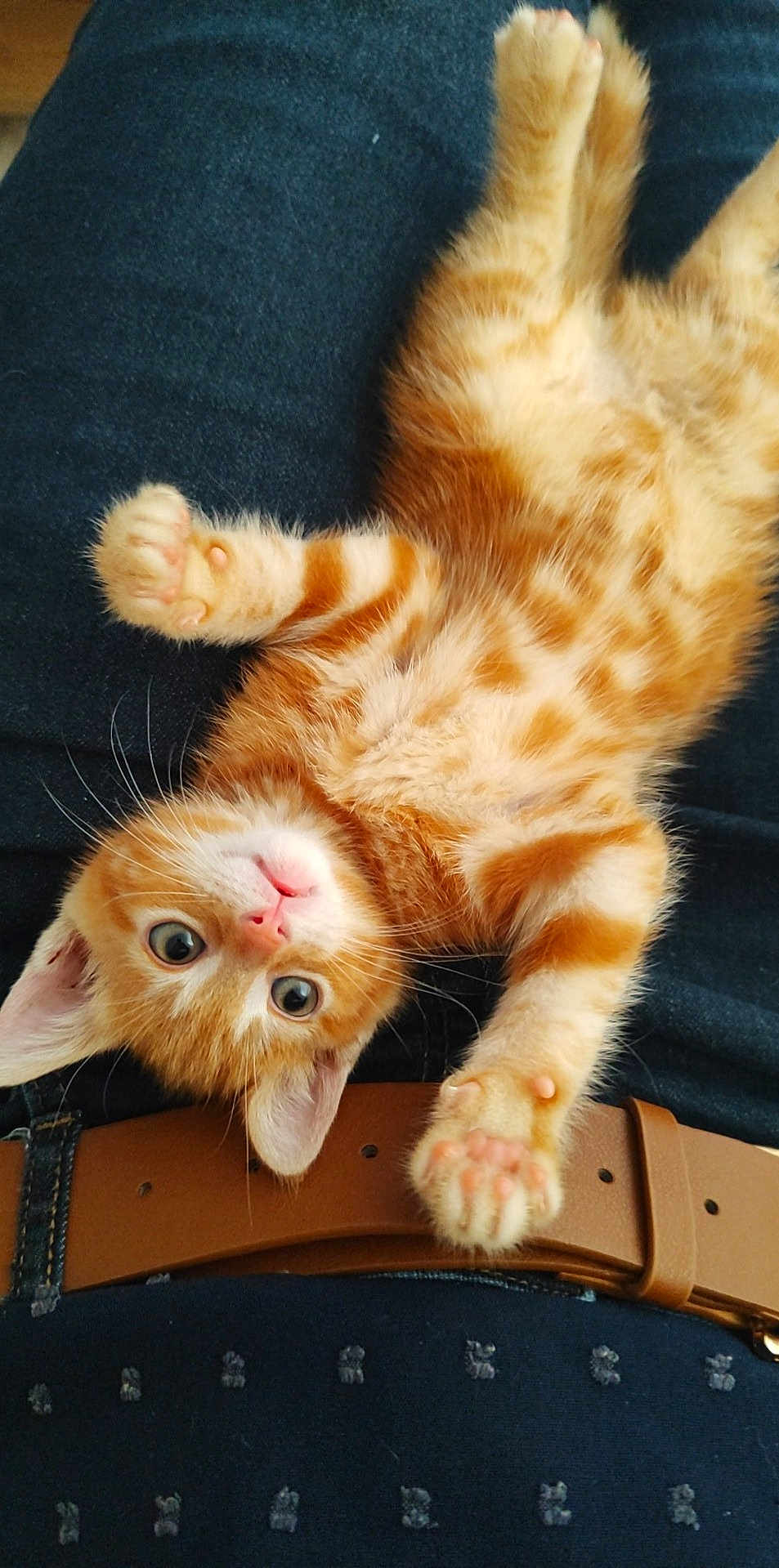 Caramel participe au concours pour gagner de l'argent avec cette photo : kitten, cat, orange_tabby, pet, animal, cute, feline, paw, fur, whiskers, playful, lying_down, indoor, domestic_animal, young, closeup, belly_up, adorable, resting, curious