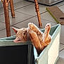 Caramel a rejoint le concours — aidez-le/la à gagner de superbes lots ! cat, orange_tabby, playful, indoor, fabric_cube, paws, wide_eyes, cozy, wicker_table, scratching_pad, floor_tiles, feline, pet, curious, cute, animal, household, relaxed, funny_pose, domestic