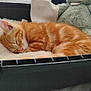 Caramel a rejoint le concours — aidez-le/la à gagner de superbes lots ! kitten, cat, sleeping, orange_tabby, fluffy_blanket, teddy_bear, black_container, cozy, indoor, cute, pet, resting, fur, soft_toy, animal, relaxation, nap, home, comfort, feline