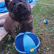 Api a rejoint le concours — aidez-le/la à gagner de superbes lots ! animal, blue, closeup, concrete, curious, dog, furry, grass, nature, outdoor, paws, pet, pet_toy, playing, puppy, rope_toy, tennis_ball, toy_ball, yard, young_dog