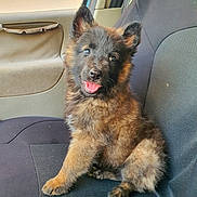 Api participe au concours pour gagner de l'argent avec cette photo : puppy, dog, car_seat, fluffy, brown_fur, black_fur, tongue_out, cute, pet, sitting, indoor, vehicle, adorable, young_dog, looking, fur, ears, happy, animal, companion