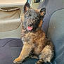 adorable, animal, black_fur, brown_fur, car_seat, companion, cute, dog, ears, fluffy, fur, happy, indoor, looking, pet, puppy, sitting, tongue_out, vehicle, young_dog