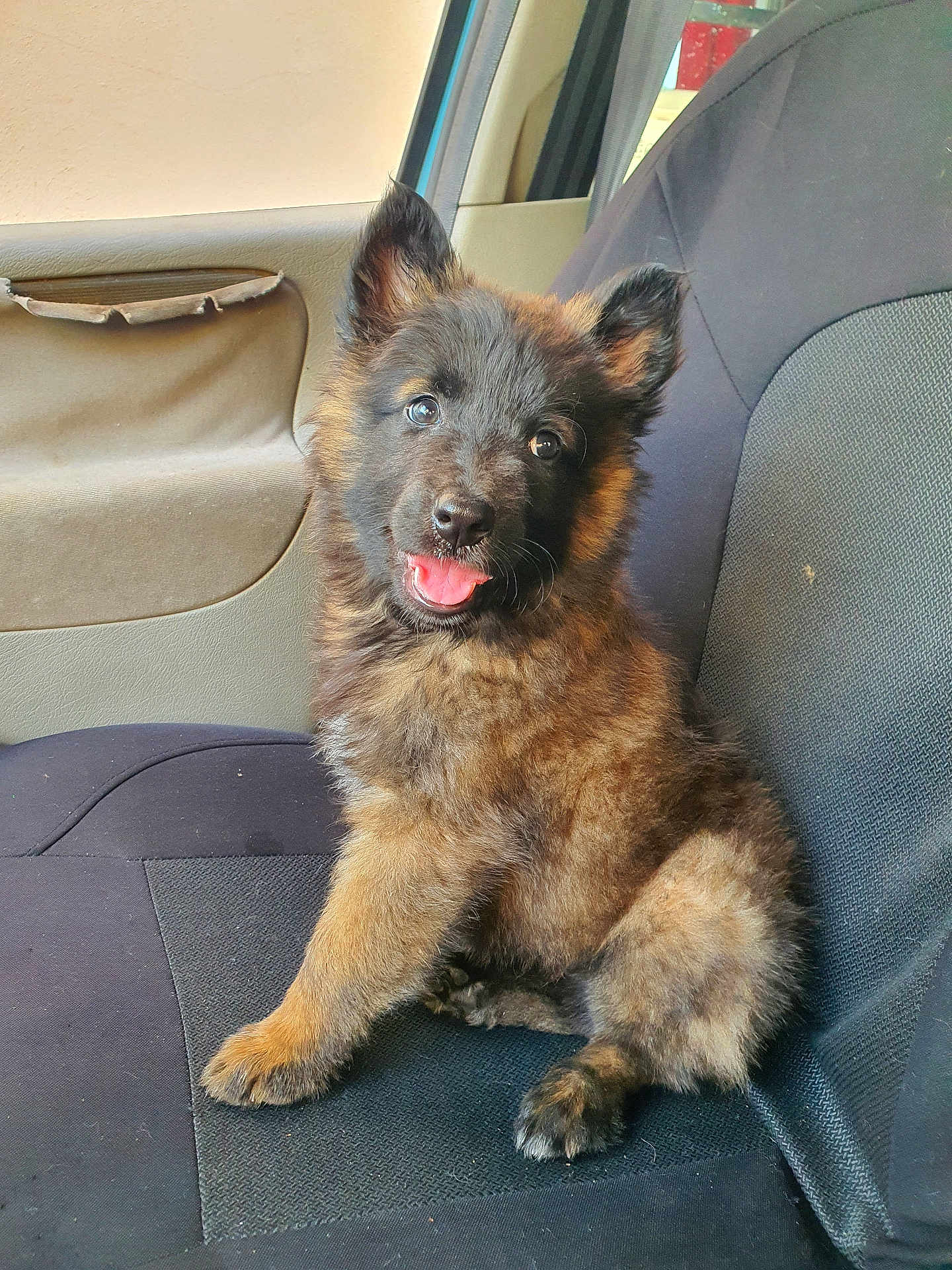 Api participe au concours pour gagner de l'argent avec cette photo : puppy, dog, car_seat, fluffy, brown_fur, black_fur, tongue_out, cute, pet, sitting, indoor, vehicle, adorable, young_dog, looking, fur, ears, happy, animal, companion