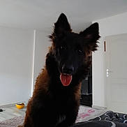 Valdi participe au concours pour gagner de l'argent avec cette photo : animal, blanket, bowl, canine, companion, curious, cute, dog, domestic, door, ears, floor, fluffy_fur, friendly, fur, home, indoors, pet, room, tongue_out