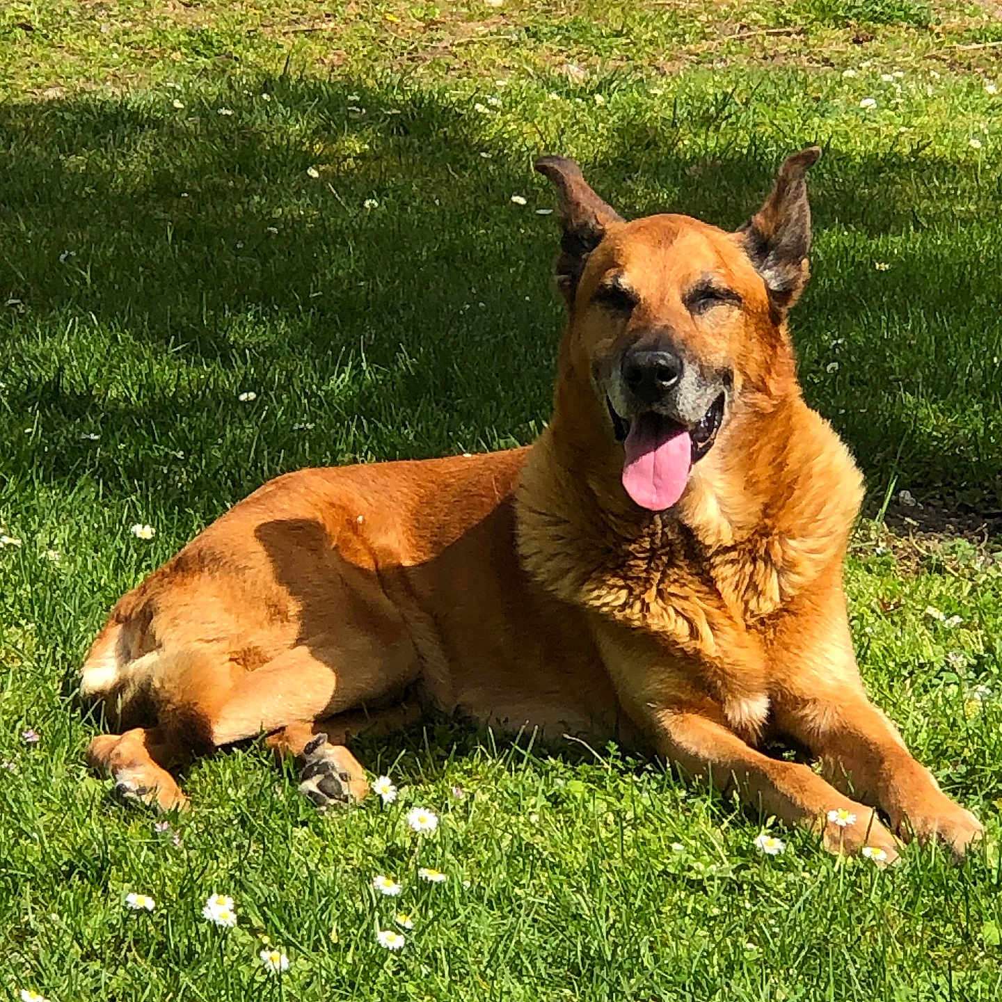 Chouk participe au concours pour gagner de l'argent avec cette photo : animal, backyard, canine, dog, face, field, grass, grassland, green, head, lawn, nature, outdoors, person, pet, plant, summer, tree, vegetation, yard