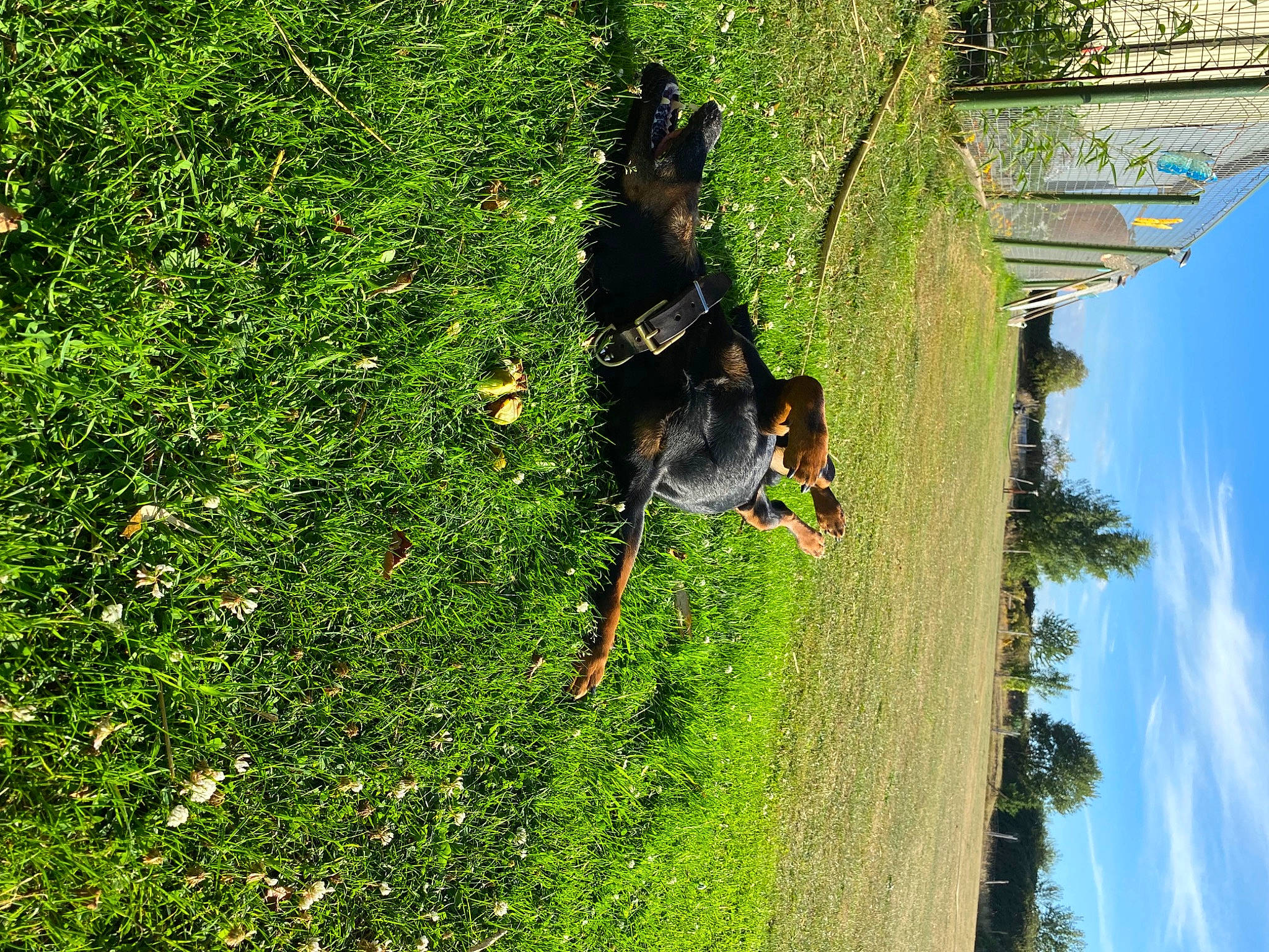 Gribouille a rejoint le concours — aidez-le/la à gagner de superbes lots ! carnivore, cloud, dog, dog_breed, grass, groundcover, landscape, leisure, people_in_nature, plant, shrub, sky, sporting_group, sunlight, tail, tree, trunk, vegetation, water, woody_plant
