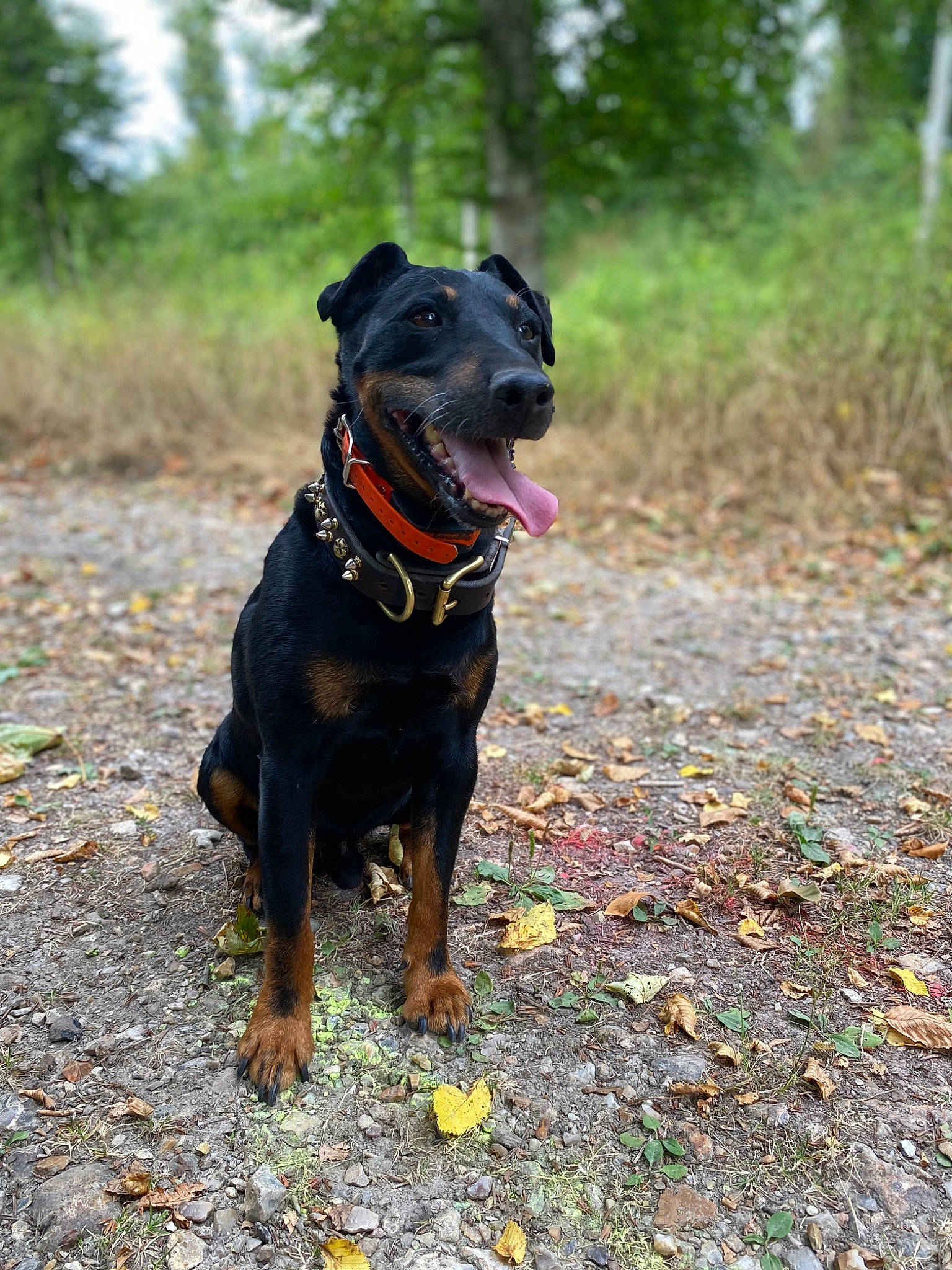 Gribouille participe au concours pour gagner de l'argent avec cette photo : canidae, carnivore, collar, companion_dog, dog, dog_breed, dog_collar, dog_walking, fashion_accessory, fawn, grass, guard_dog, leash, pet_supply, plant, snout, sporting_group, tail, tree, working_animal