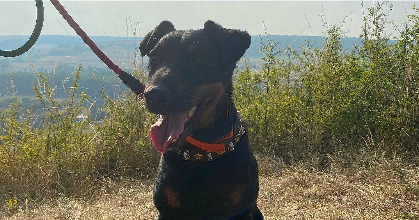 Gribouille participe au concours pour gagner de l'argent avec cette photo : carnivore, collar, companion_dog, dog, dog_breed, dog_collar, dog_supply, fawn, grass, grassland, guard_dog, leash, liver, personal_protective_equipment, pet_supply, plant, sky, snout, sporting_group, working_animal