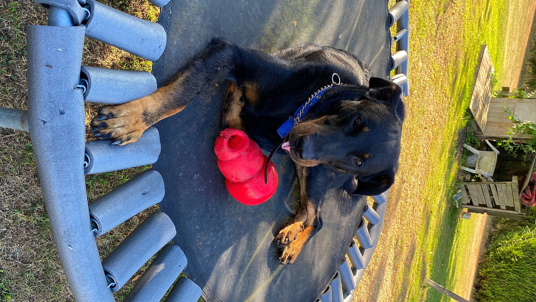 Rudy participe au concours pour gagner de l'argent avec cette photo : auto_part, automotive_tire, carnivore, collar, companion_dog, dog, dog_breed, dog_collar, electric_blue, fashion_accessory, grass, human_leg, leash, leisure, plant, recreation, sidewalk, sporting_group, vehicle_door, working_animal