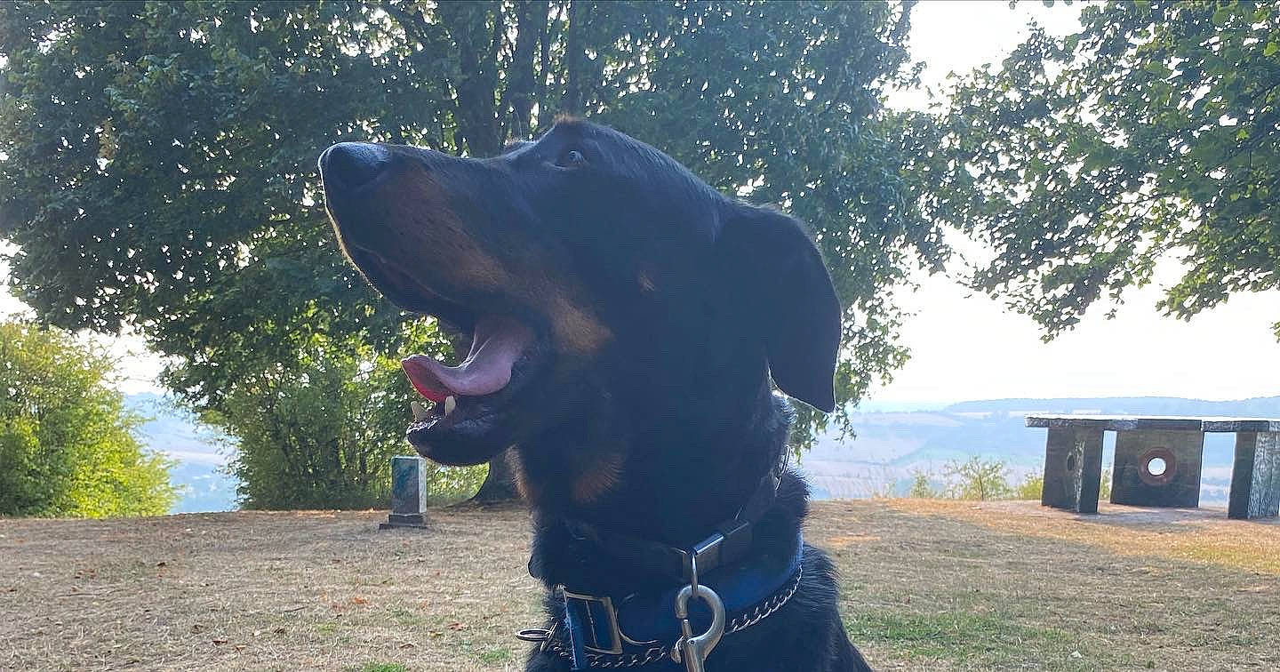 Rudy participe au concours pour gagner de l'argent avec cette photo : canidae, carnivore, collar, companion_dog, dog, dog_breed, dog_collar, grass, guard_dog, gun_dog, hunting_dog, pet_supply, plant, sky, snout, sporting_group, tree, water, working_animal, working_dog