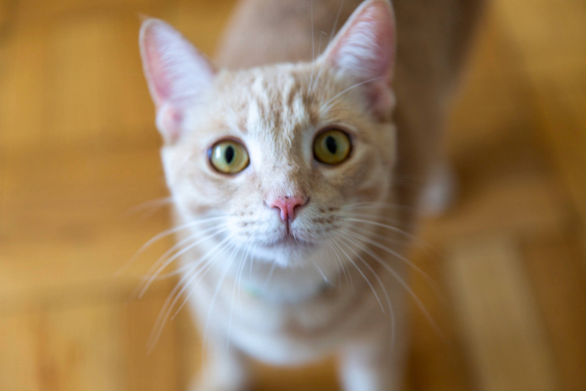 Harley joined the competition — help win amazing prizes! carnivore, cat, collar, domestic_short_haired_cat, fang, fawn, felidae, fur, macro_photography, small_to_medium_sized_cats, snout, terrestrial_animal, whiskers, wildlife, window, wood