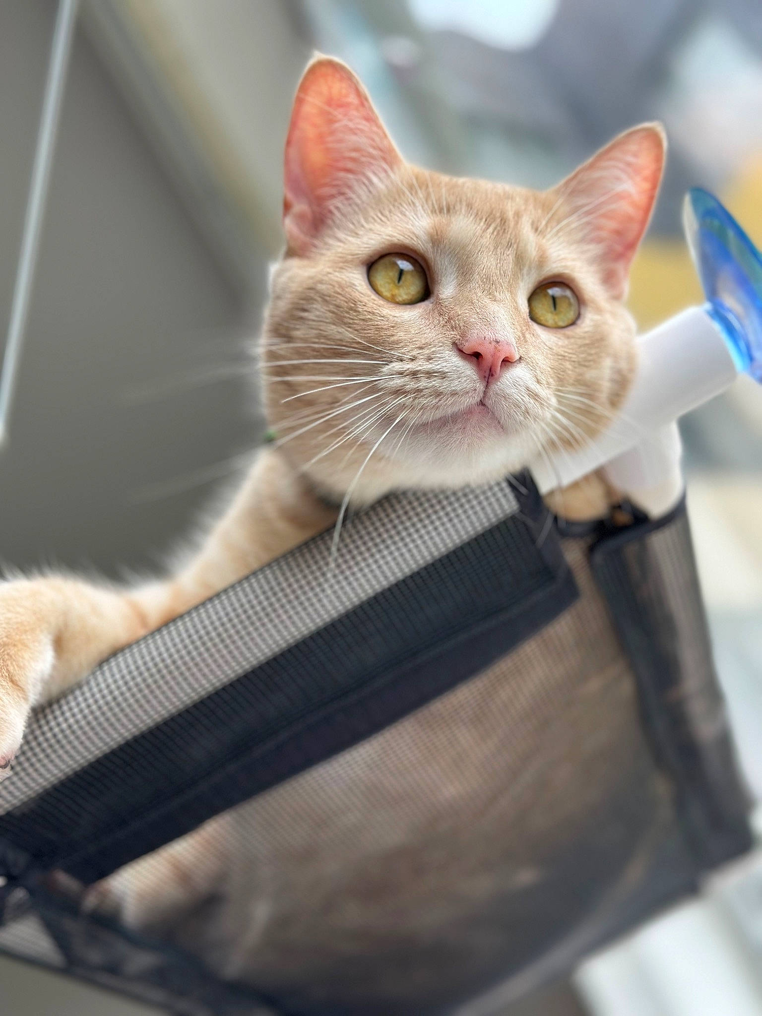 Harley is registered to the contest to win money with this photo: carnivore, cat, chair, collar, comfort, couch, domestic_short_haired_cat, ear, fawn, felidae, fur, gesture, paw, small_to_medium_sized_cats, snout, whiskers